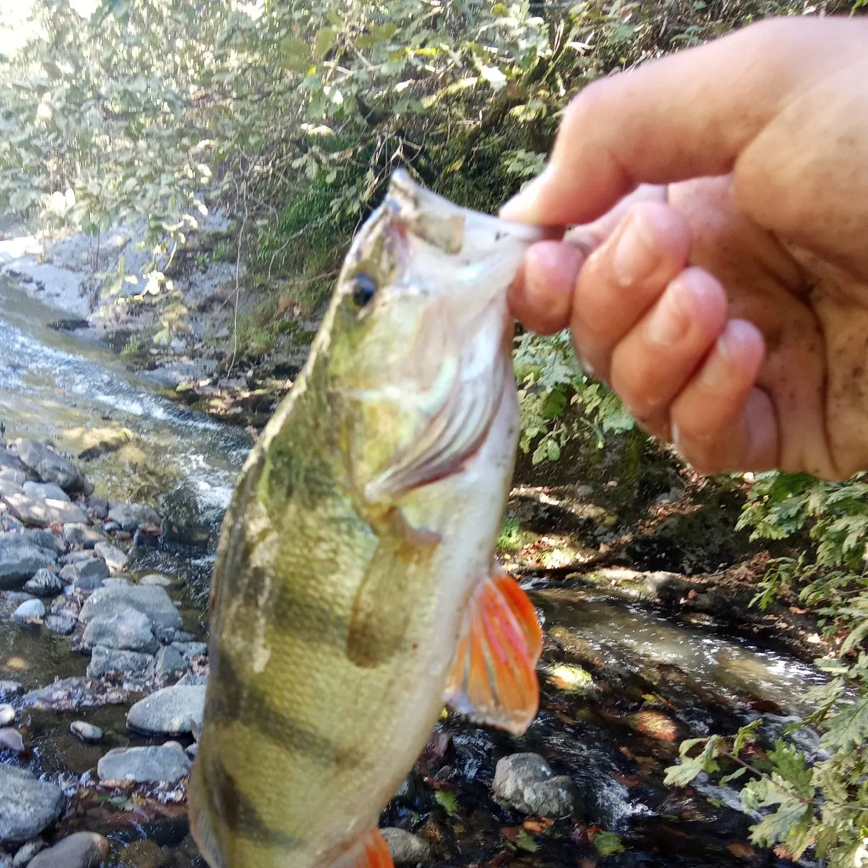European perch caught on Fishbrain