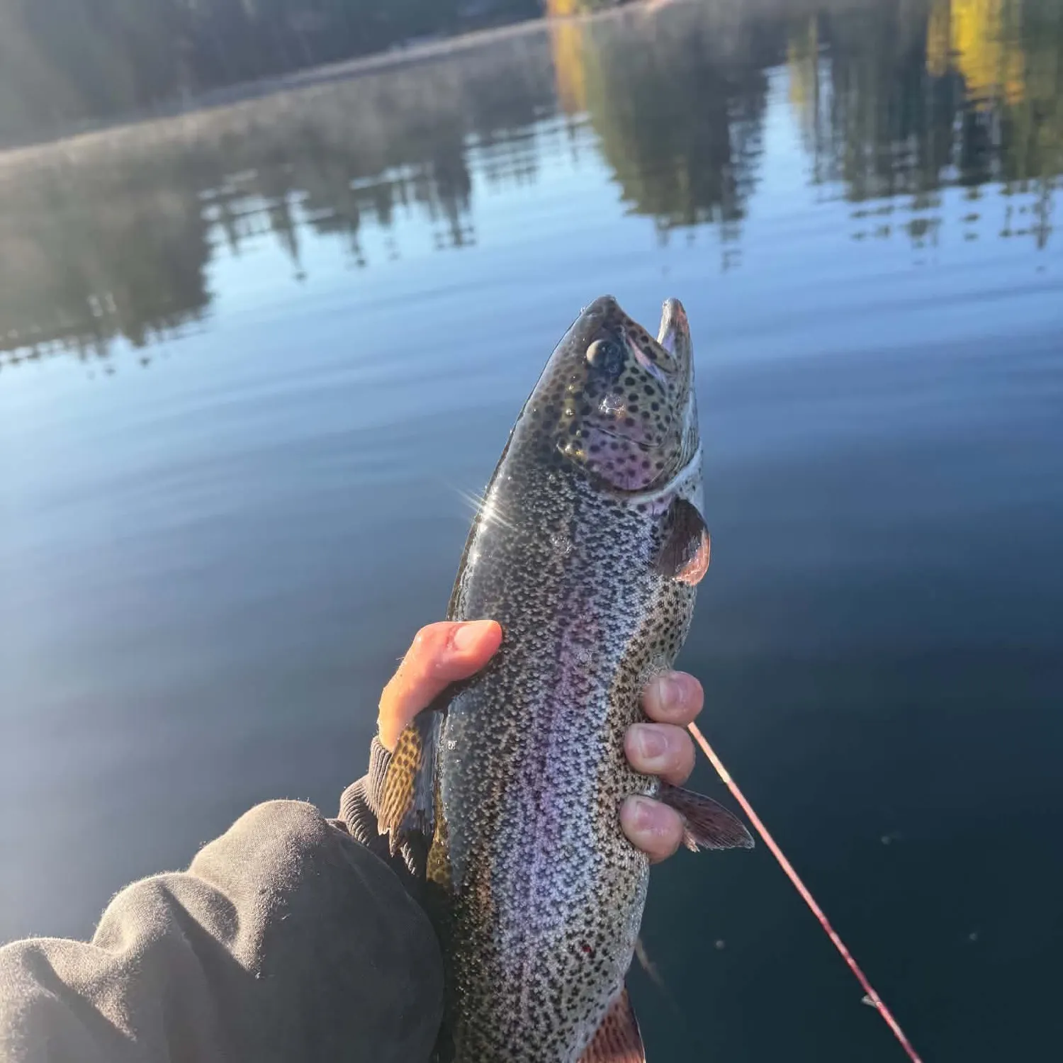Rainbow trout caught on Fishbrain