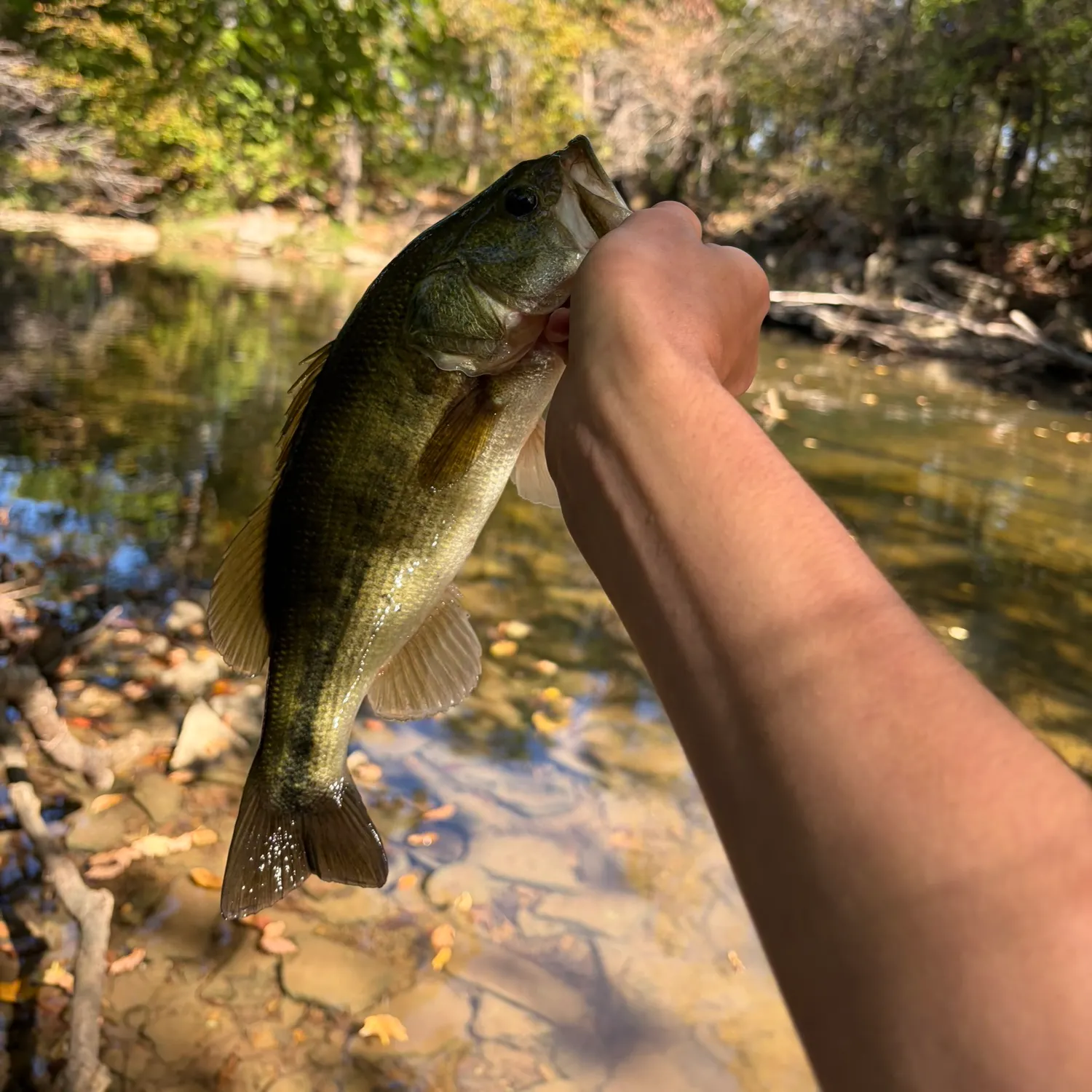Spotted bass caught on Fishbrain