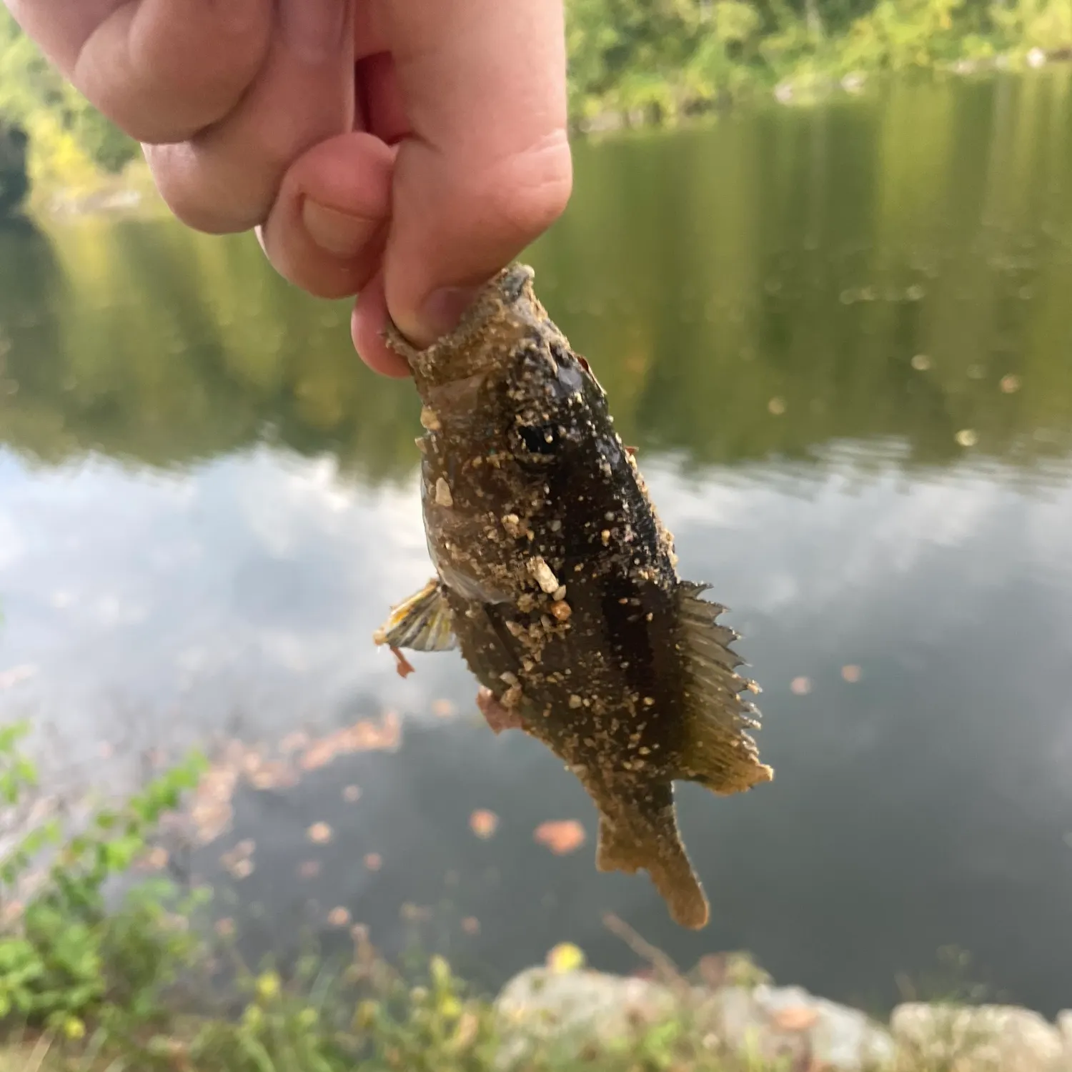 Green sunfish caught on Fishbrain