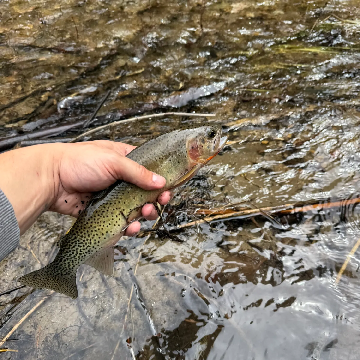 The most recent Westlope cutthroat trout catches on Fishbrain