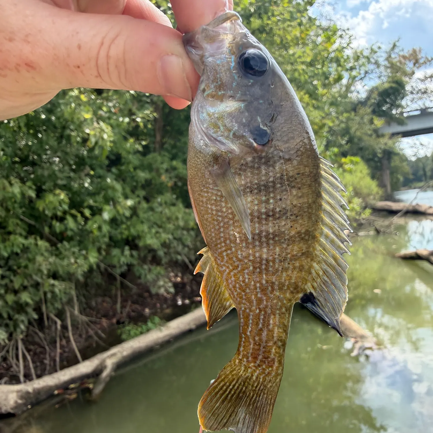 Green sunfish caught on Fishbrain