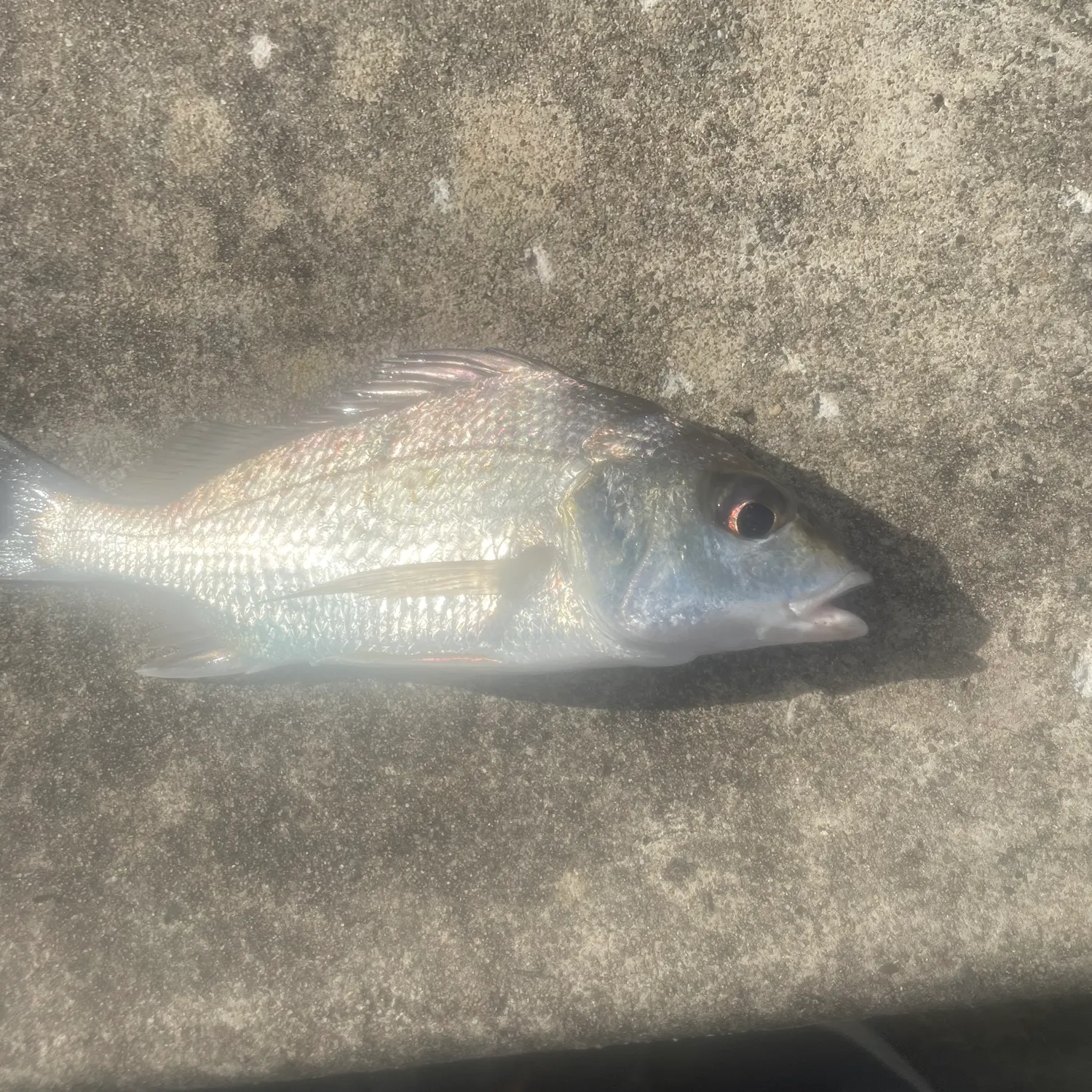 The most recent Javelin grunter catches on Fishbrain