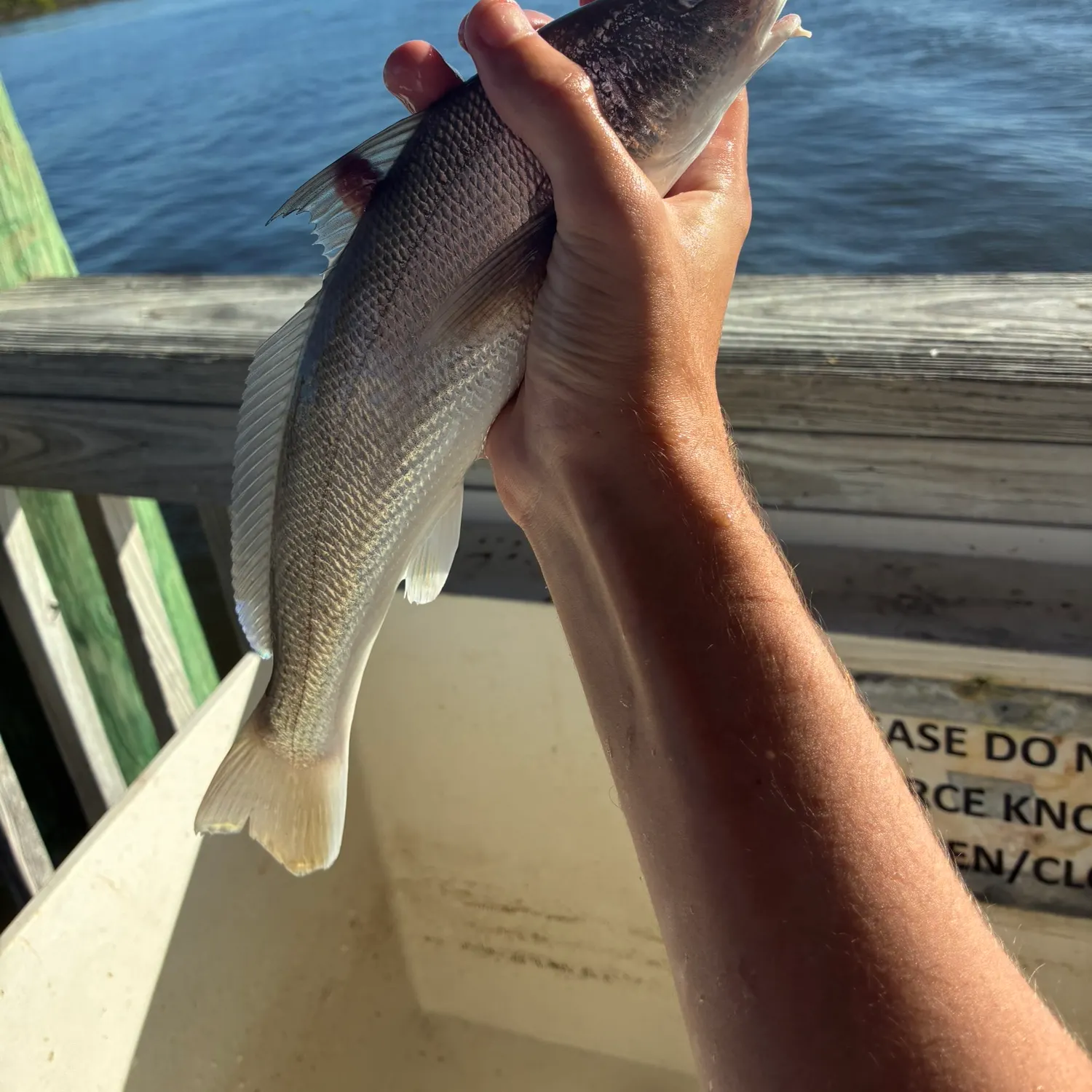 The most recent Southern kingcroaker catches on Fishbrain