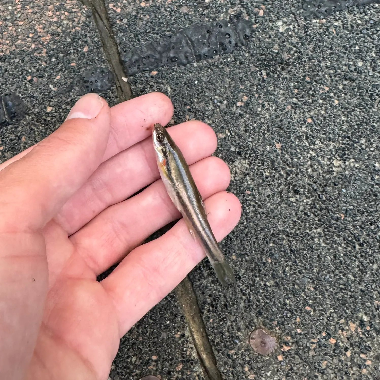 Southern redbelly dace caught on Fishbrain