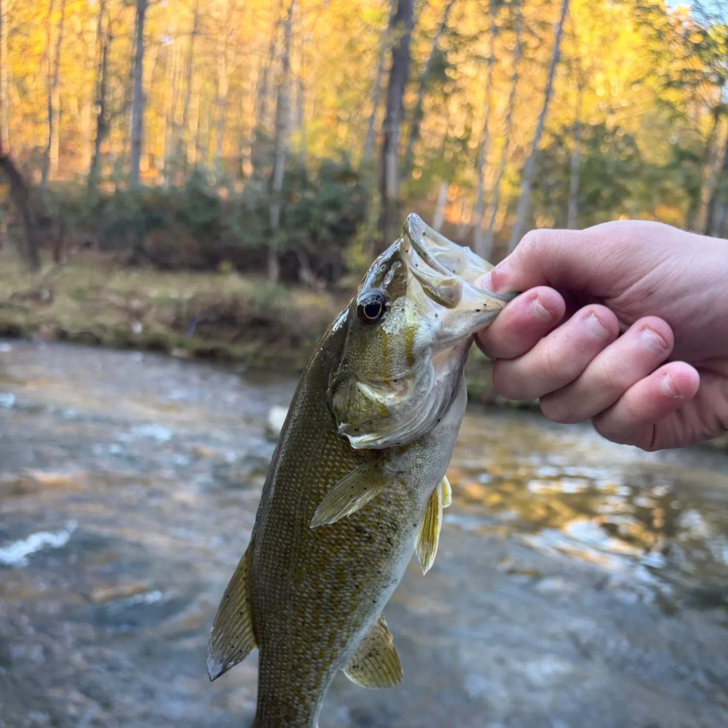 Smallmouth bass caught on Fishbrain