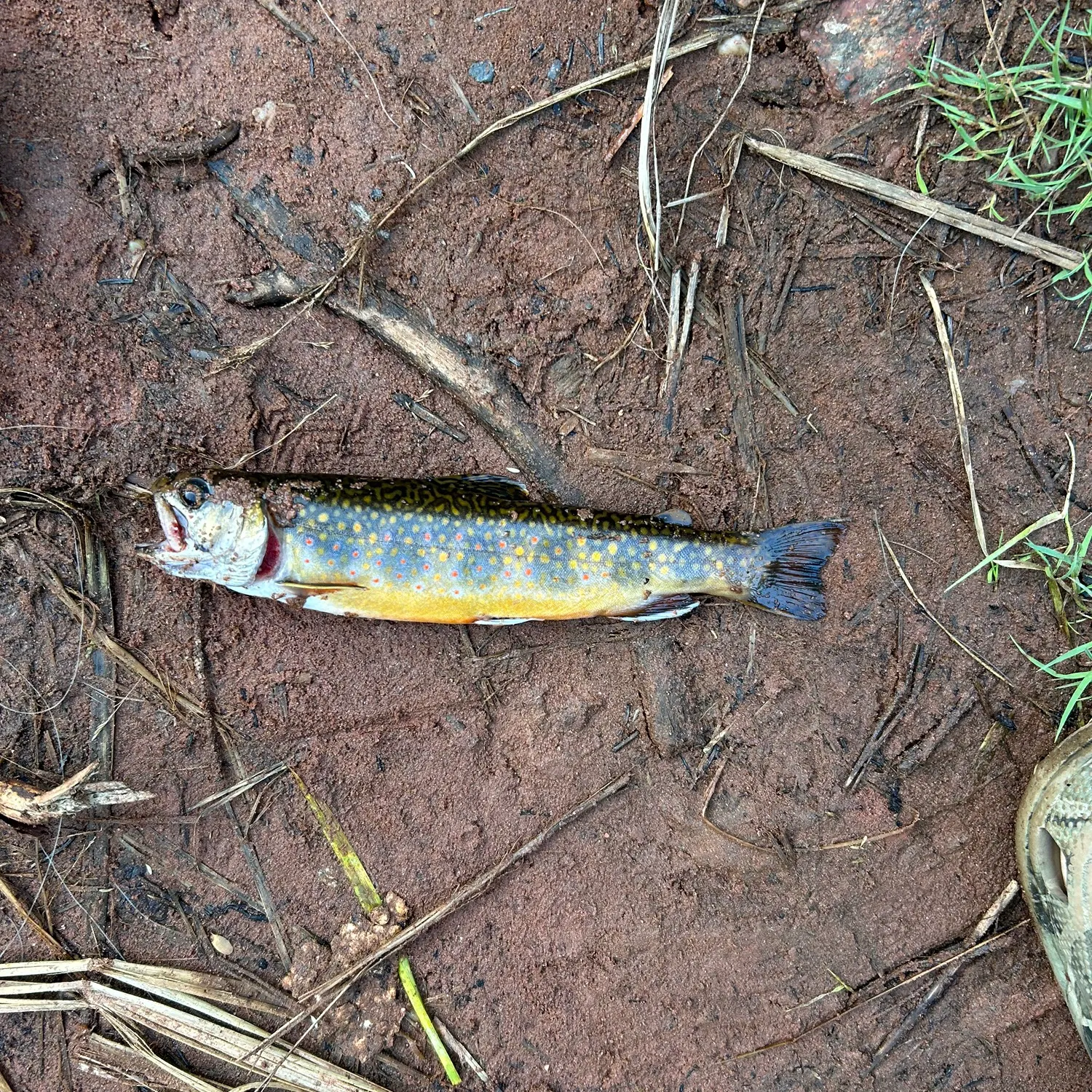 Brook trout caught on Fishbrain