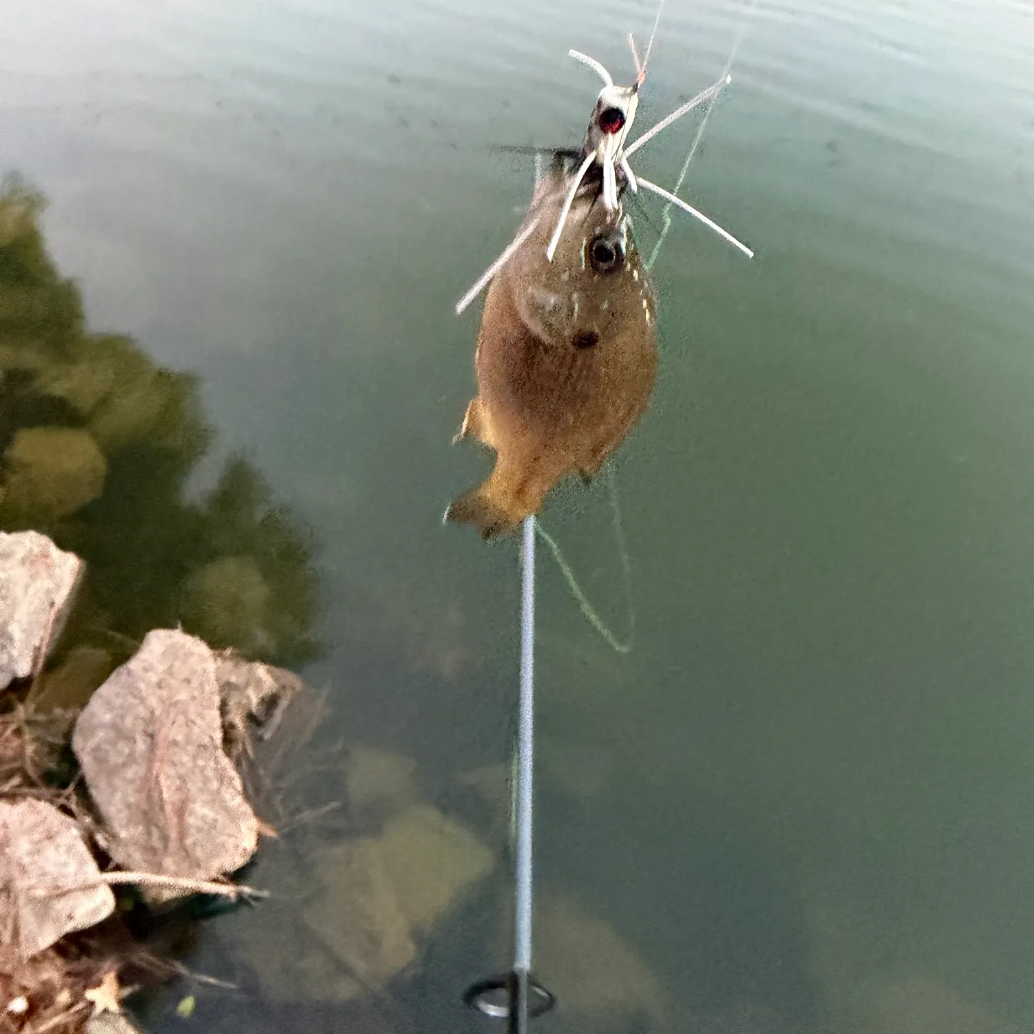 Bluegill caught on Fishbrain