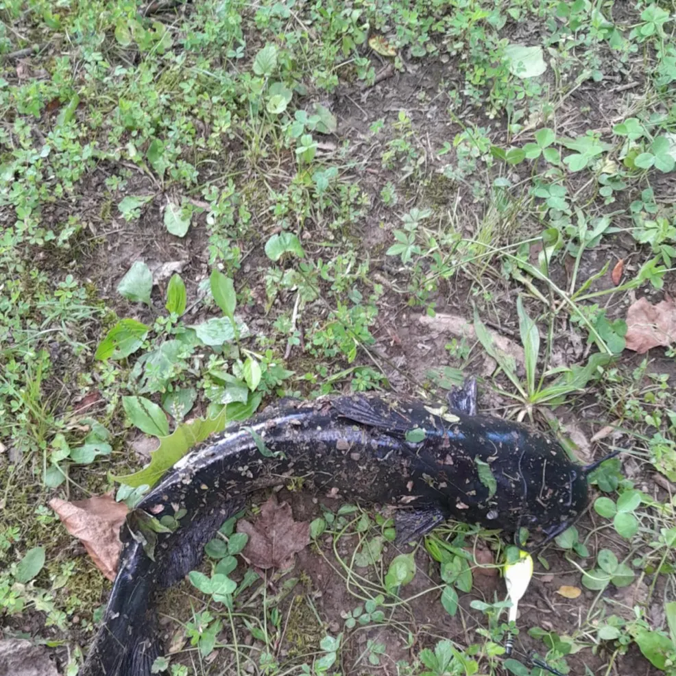 The most recent Flathead catfish catches on Fishbrain