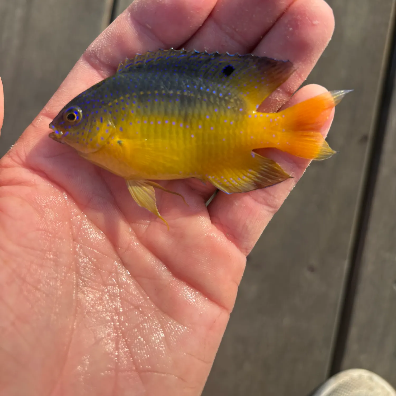 The most recent Beaugregory catches on Fishbrain