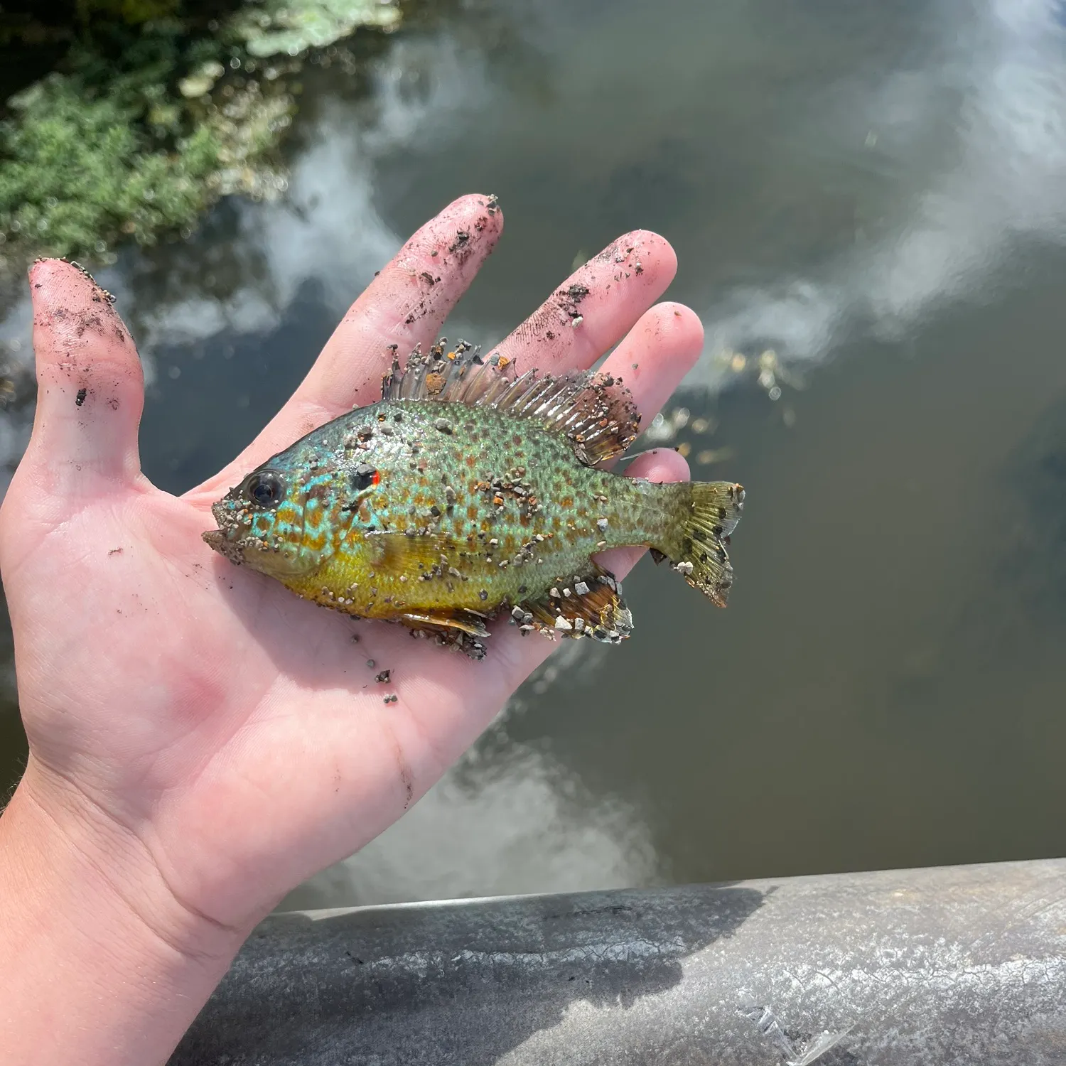 Pumpkinseed caught on Fishbrain