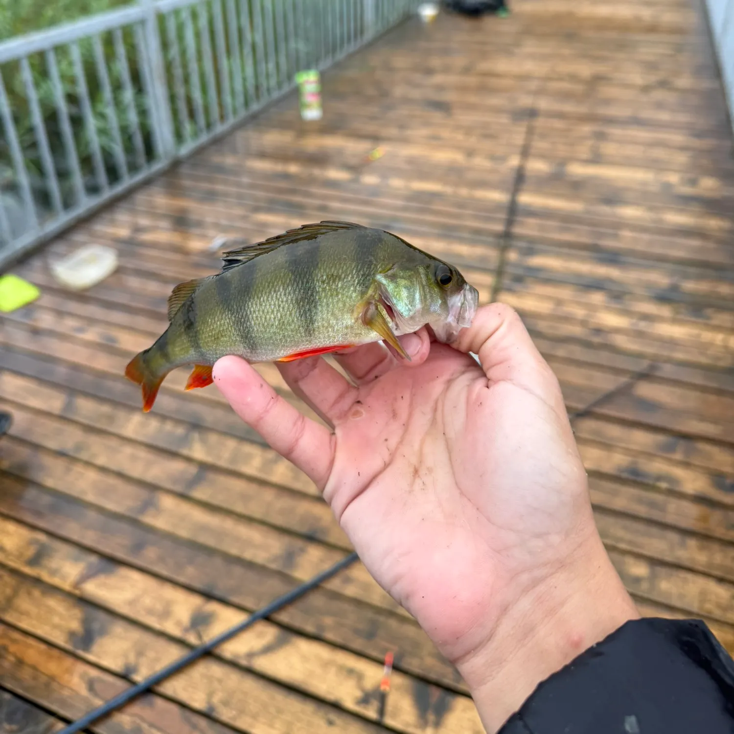 European perch caught on Fishbrain