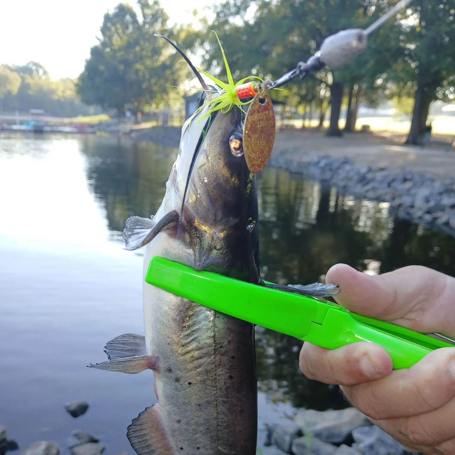 Channel catfish caught on Fishbrain