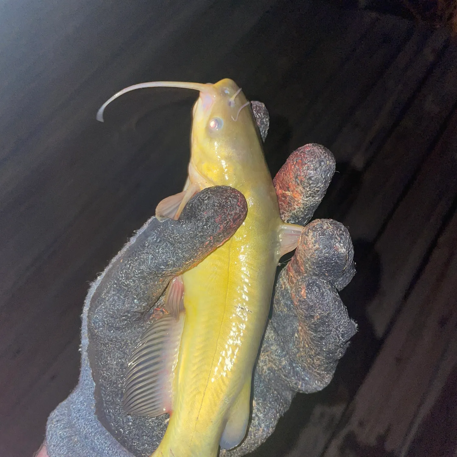 The most recent Yellow bullhead catches on Fishbrain
