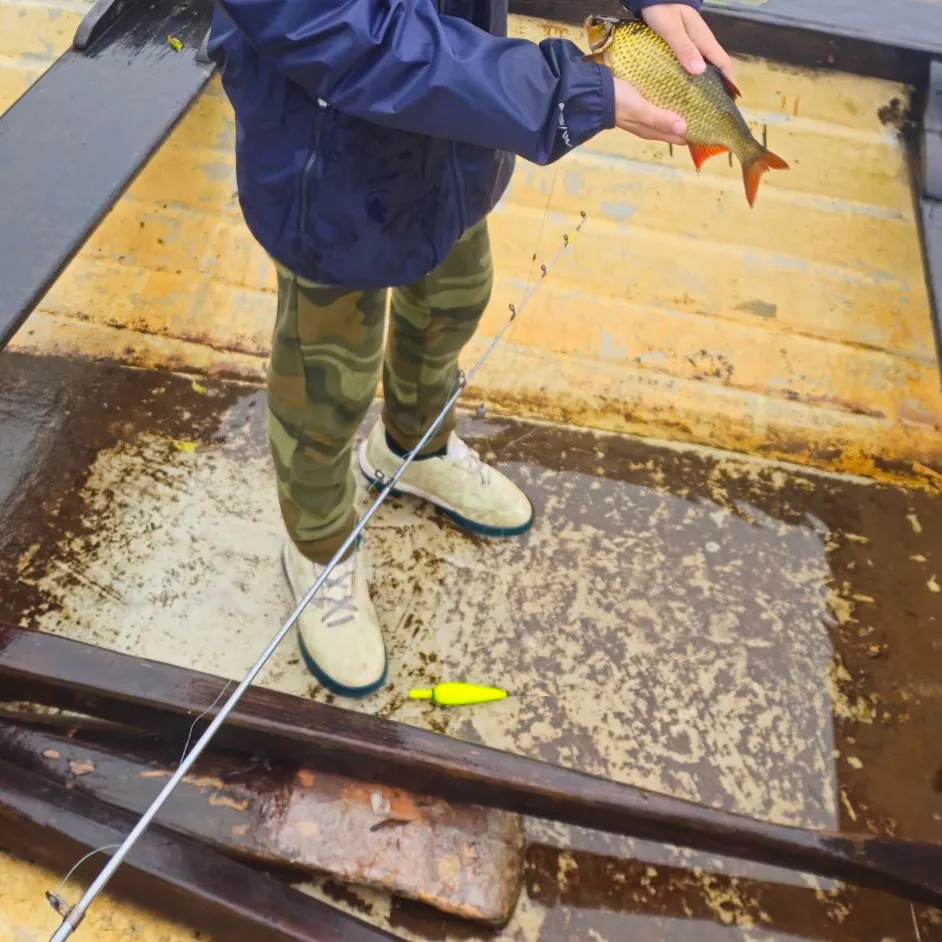 European perch caught on Fishbrain