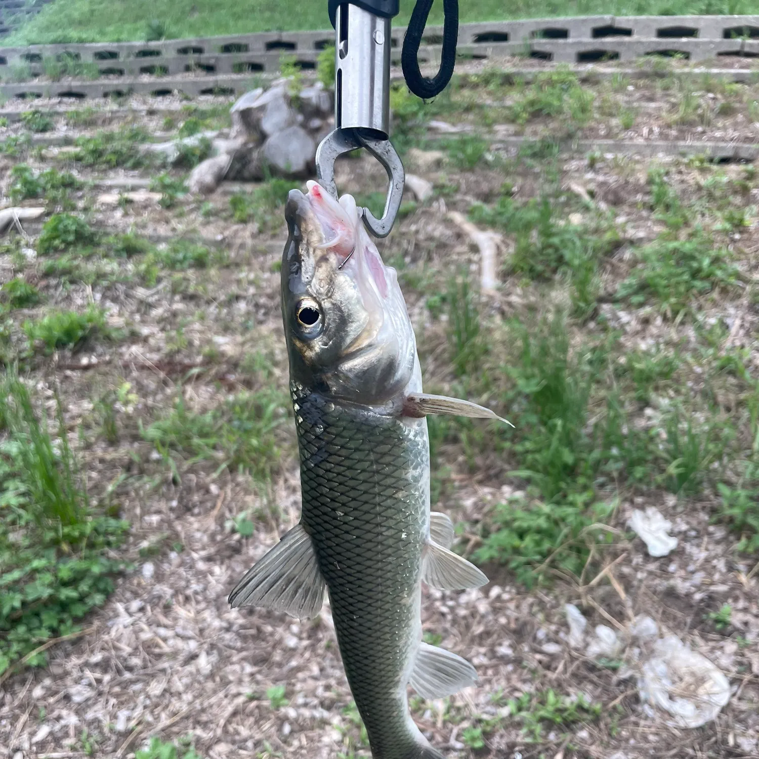 The most recent Barbel steed catches on Fishbrain