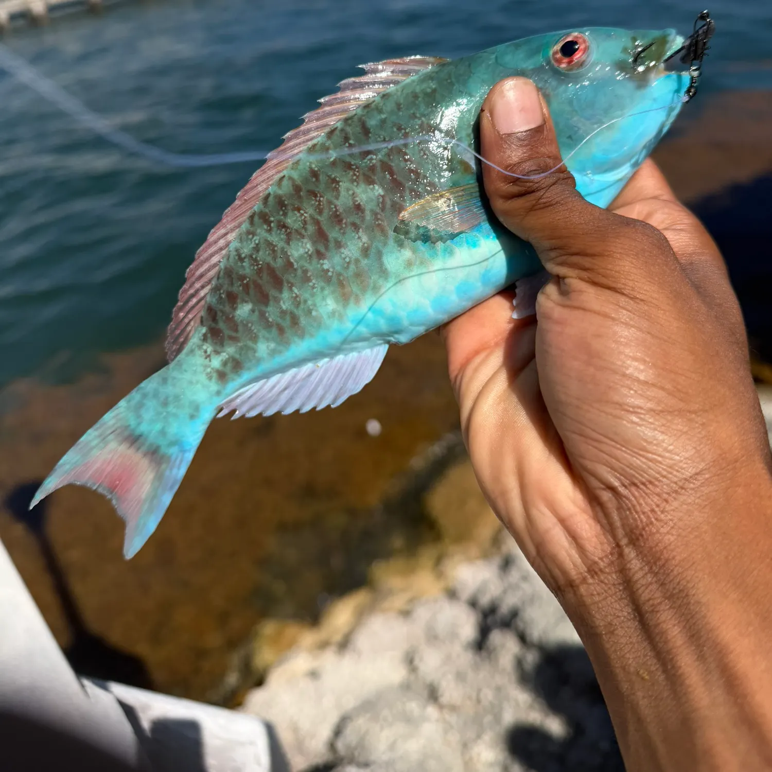 The most recent Common parrotfish catches on Fishbrain
