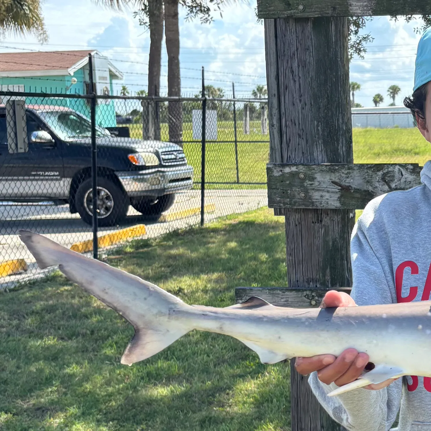 Atlantic sharpnose shark caught on Fishbrain