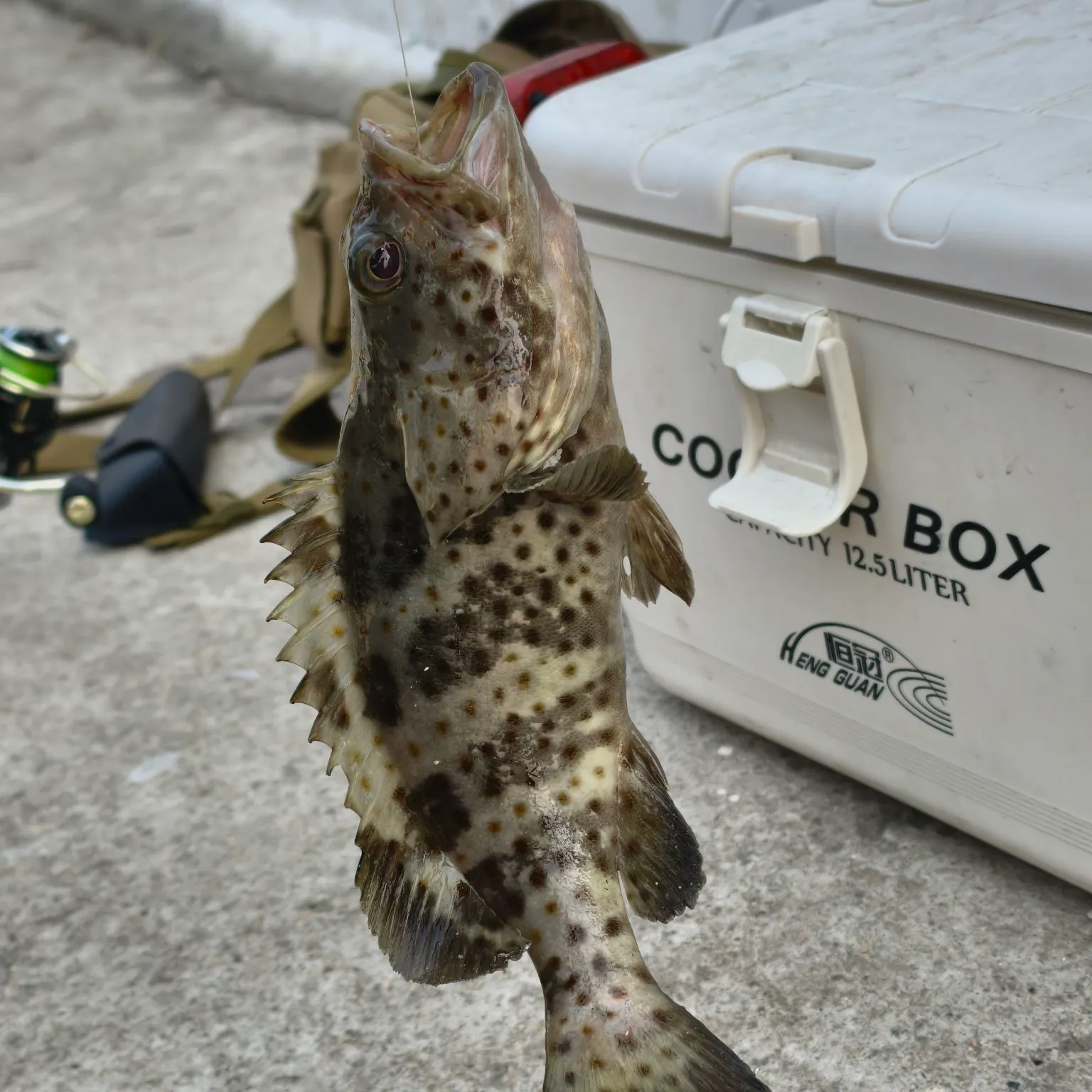 The most recent Greasy grouper catches on Fishbrain