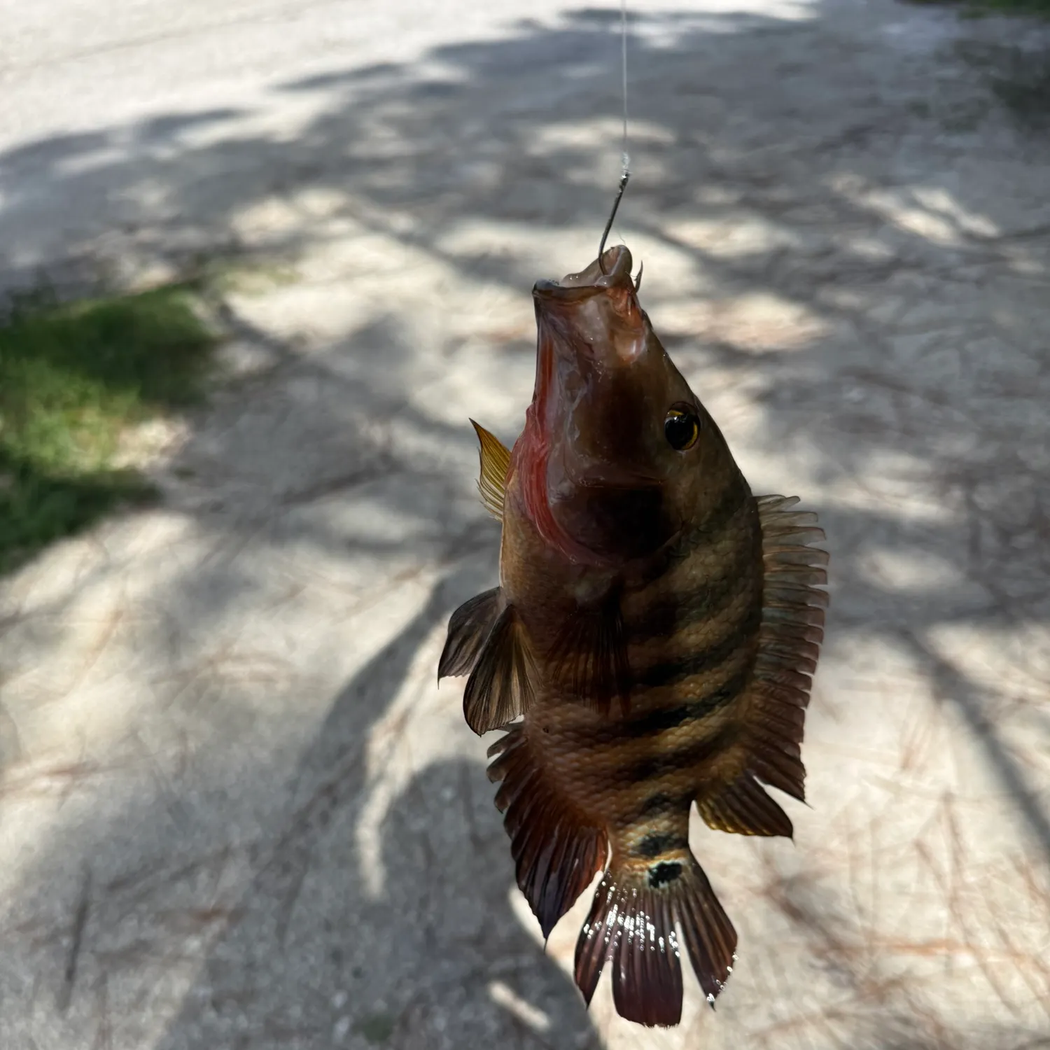 The most recent Mayan cichlid catches on Fishbrain