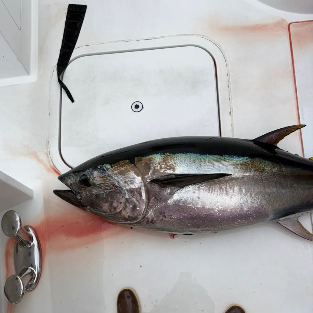 Pacific bluefin tuna caught on Fishbrain