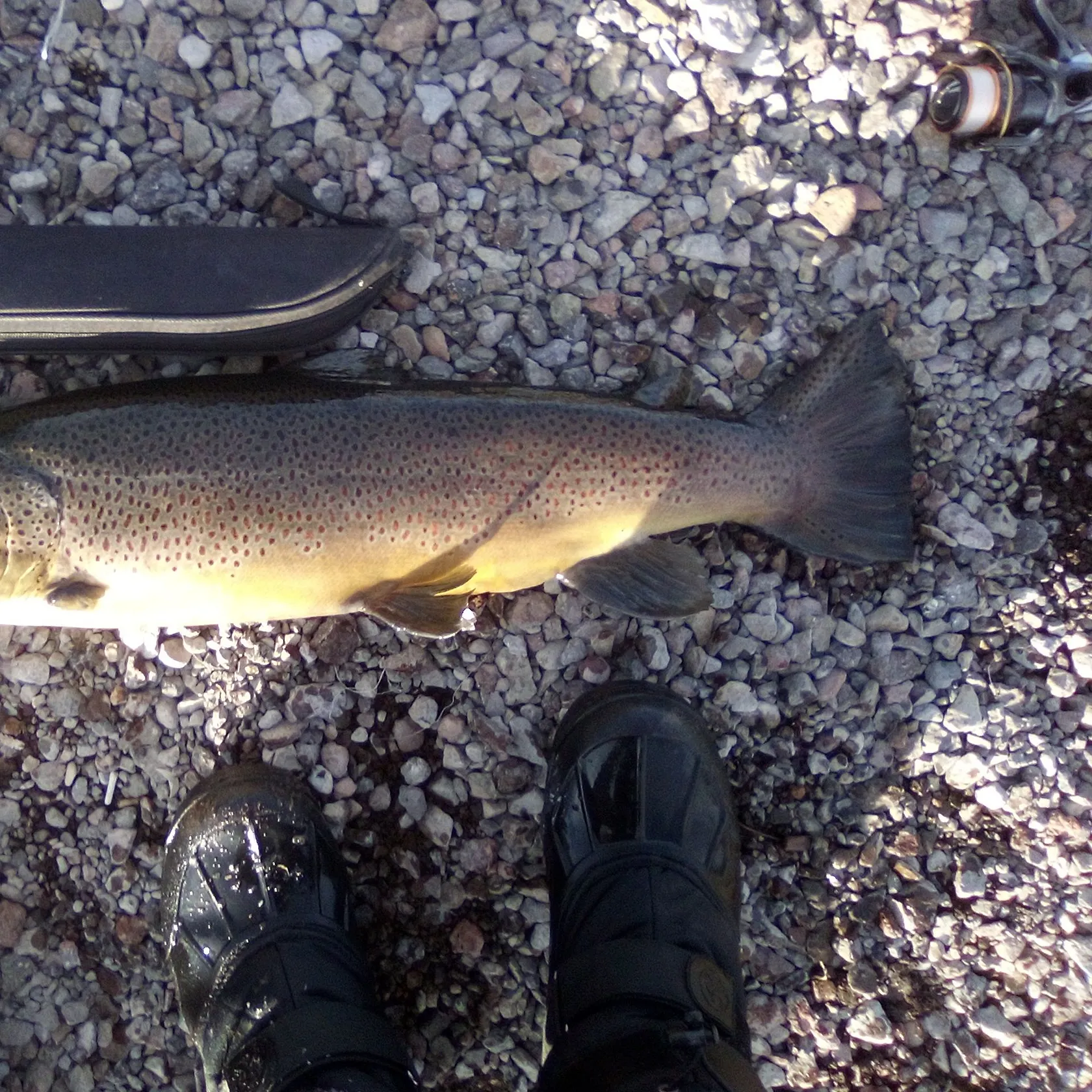 The most recent Brown trout catches on Fishbrain