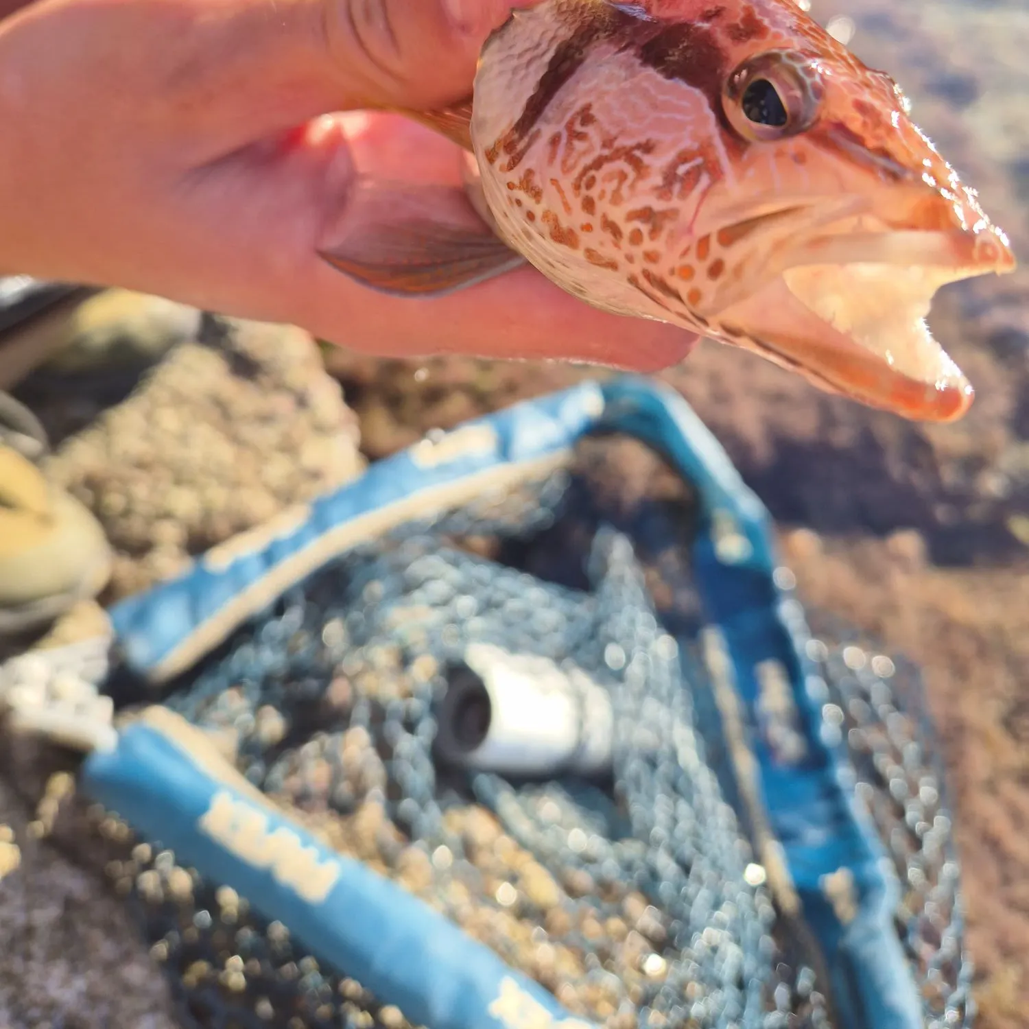 Painted comber caught on Fishbrain