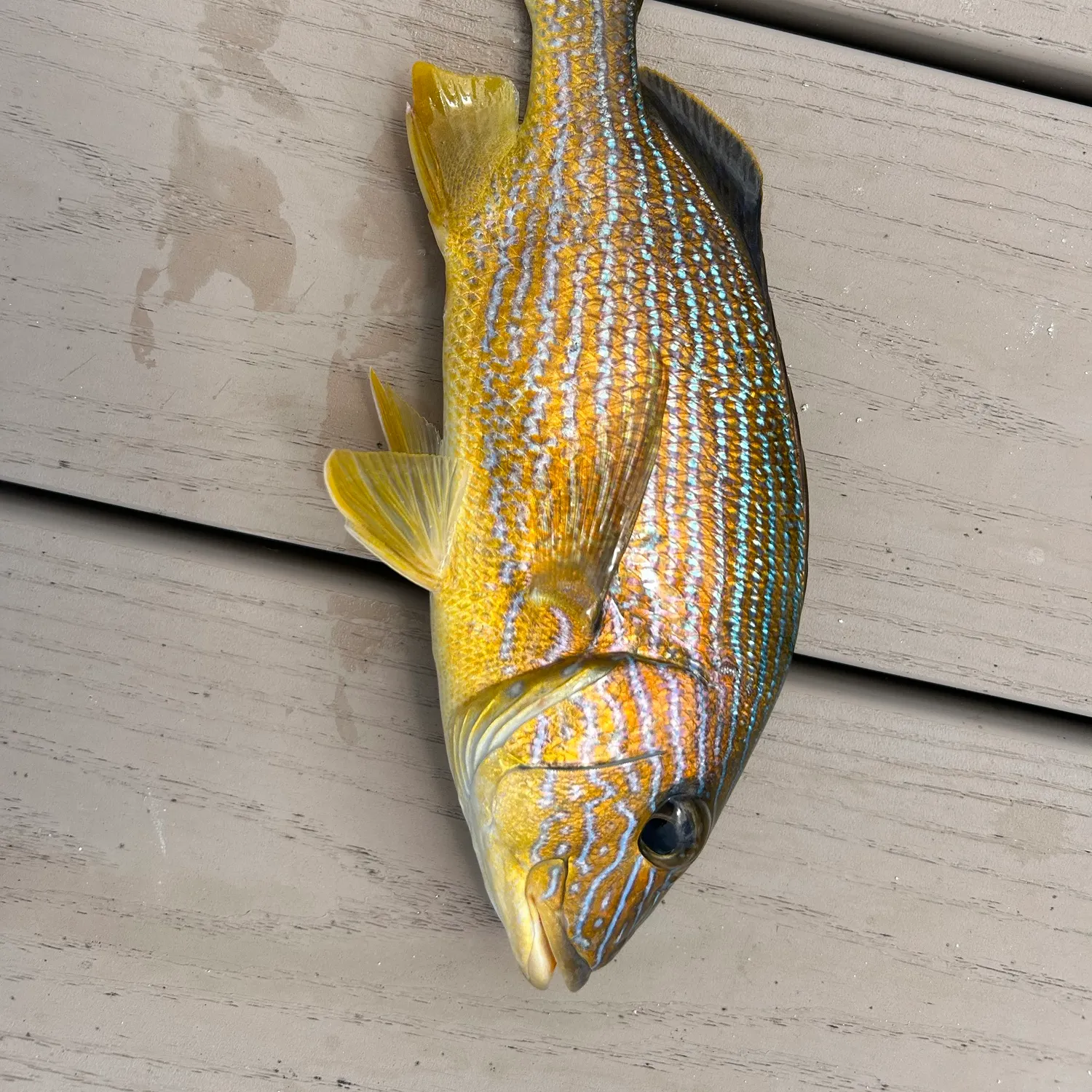 Bluestriped grunt caught on Fishbrain