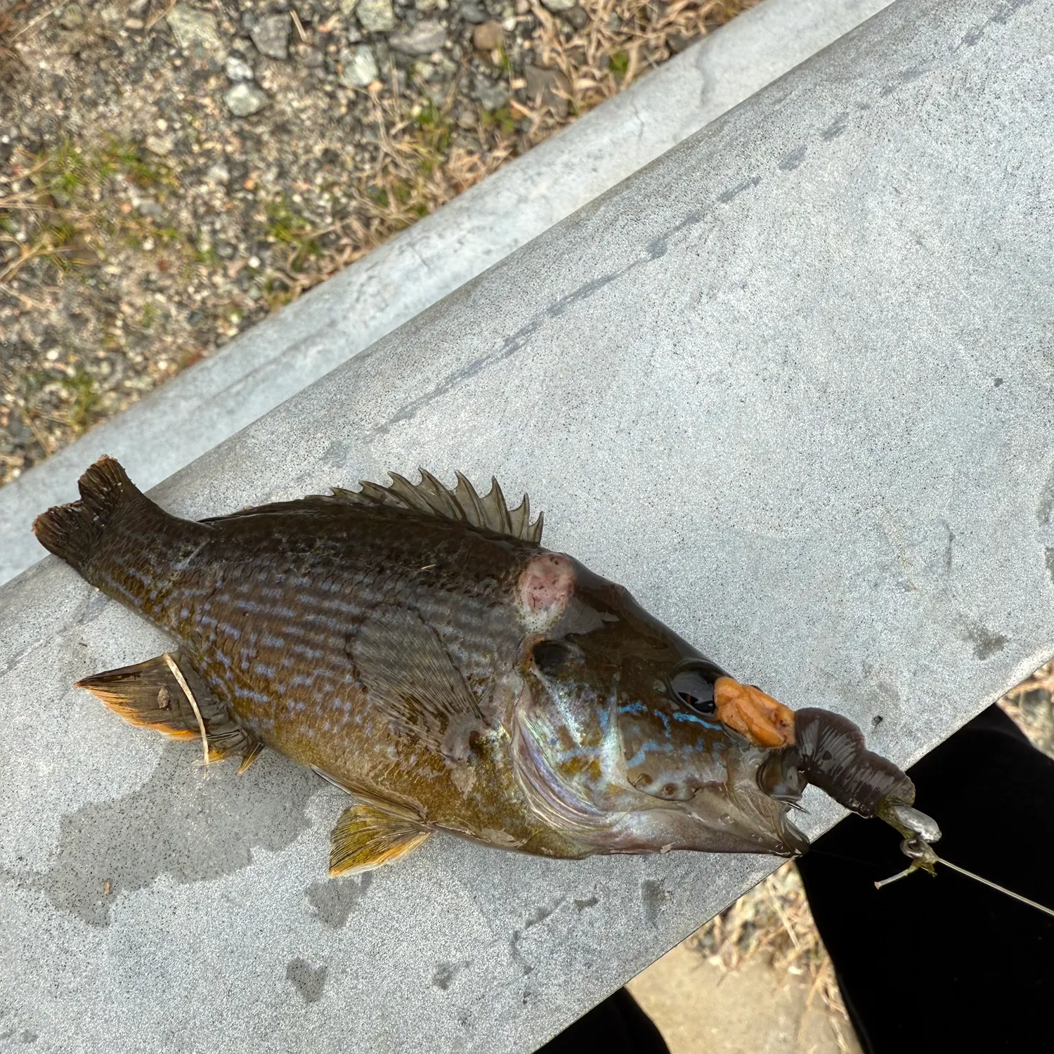 The most recent Redear x bluegill catches on Fishbrain