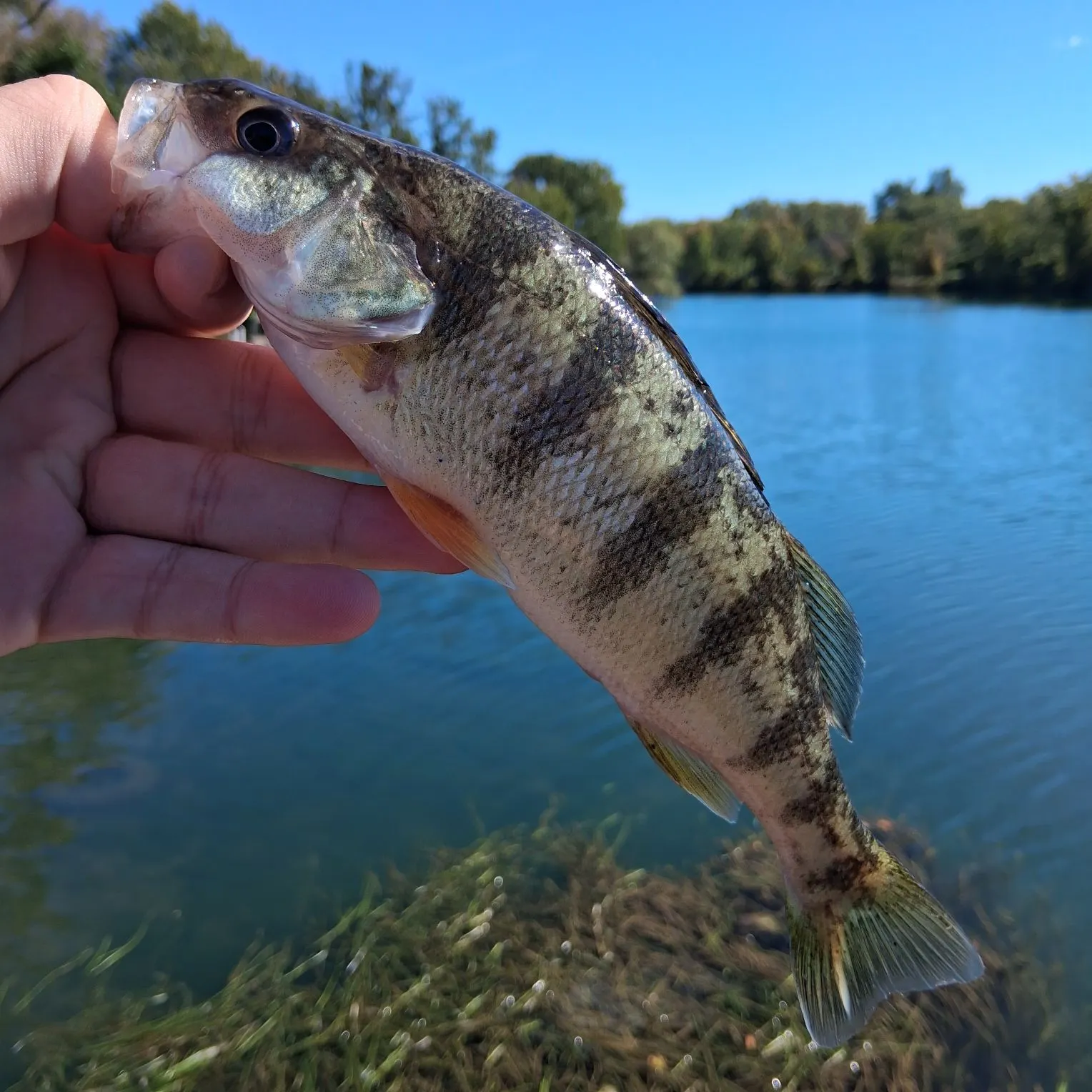 Yellow perch caught on Fishbrain