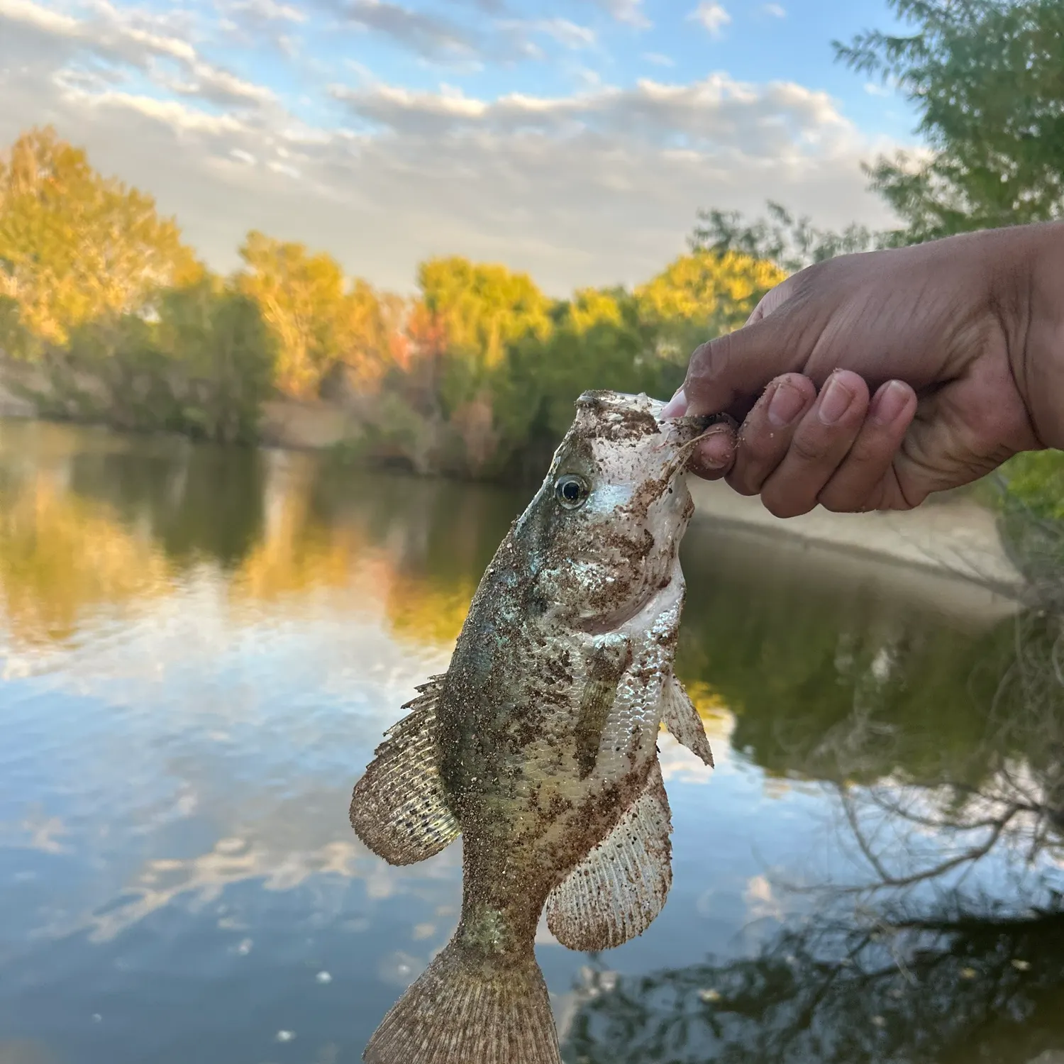 Smallmouth bass caught on Fishbrain