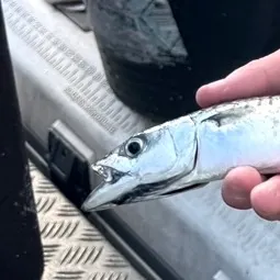Atlantic mackerel caught on Fishbrain