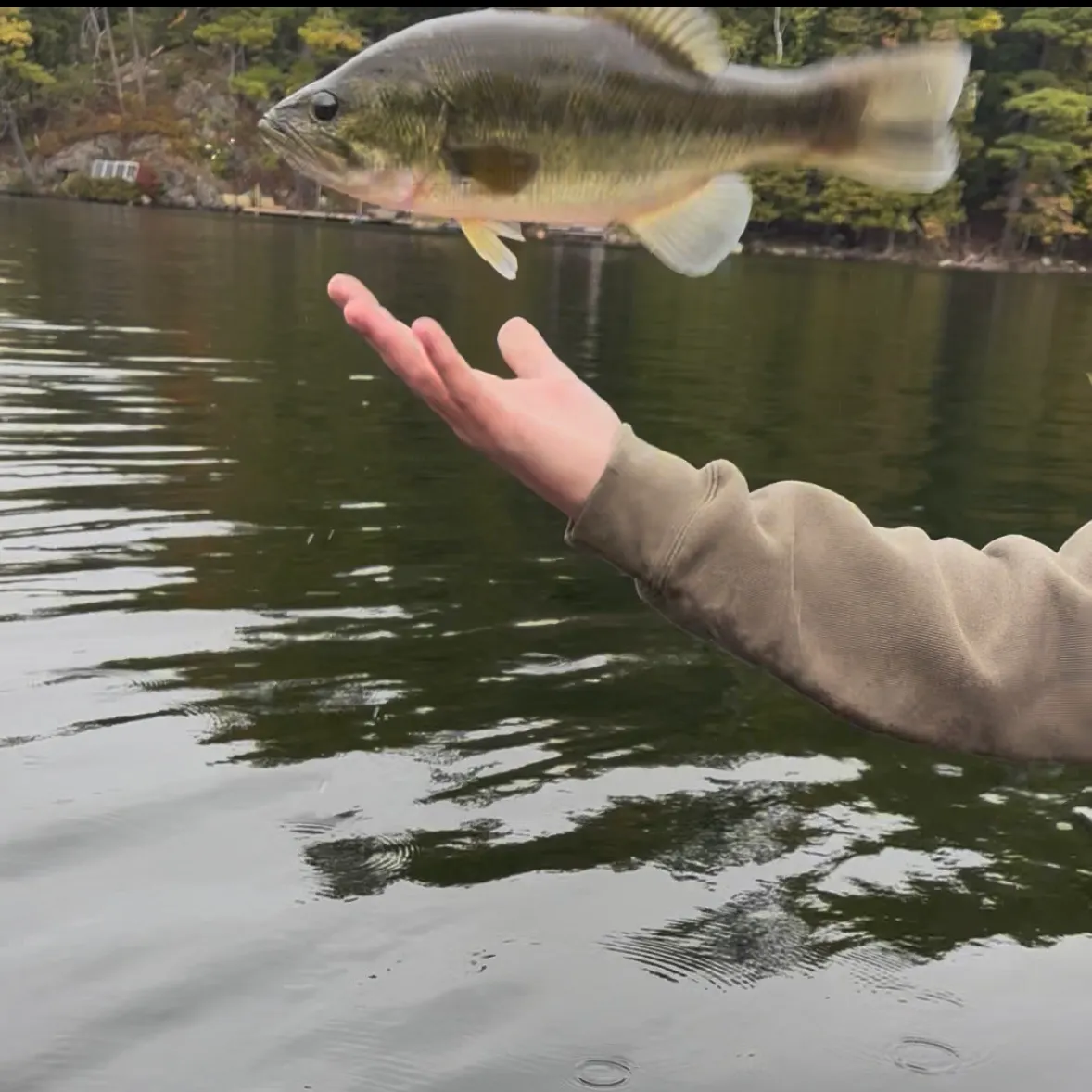 Largemouth bass caught on Fishbrain