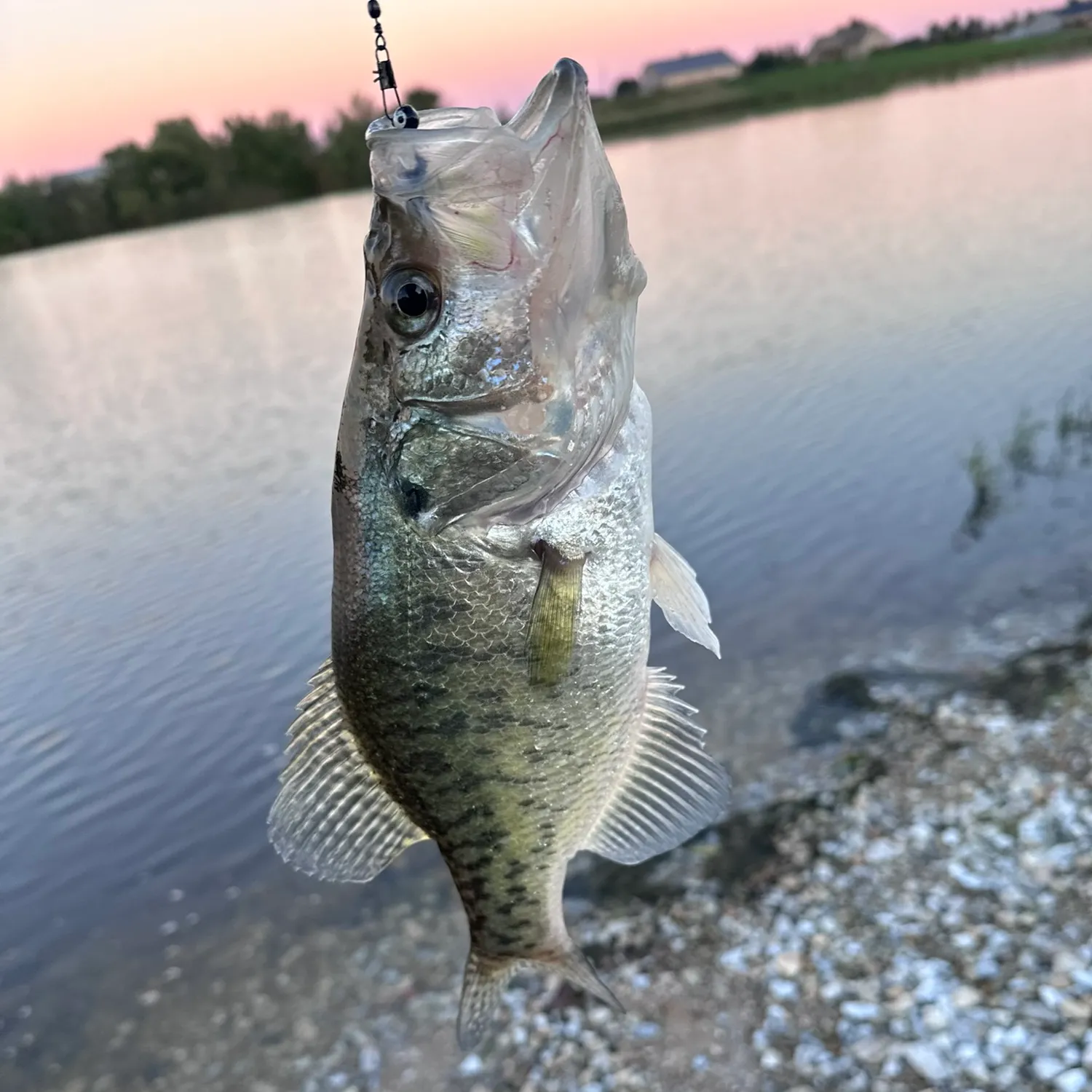 White crappie caught on Fishbrain