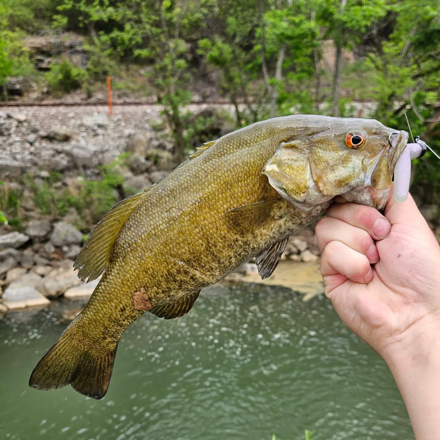 The most recent Neosho bass catches on Fishbrain