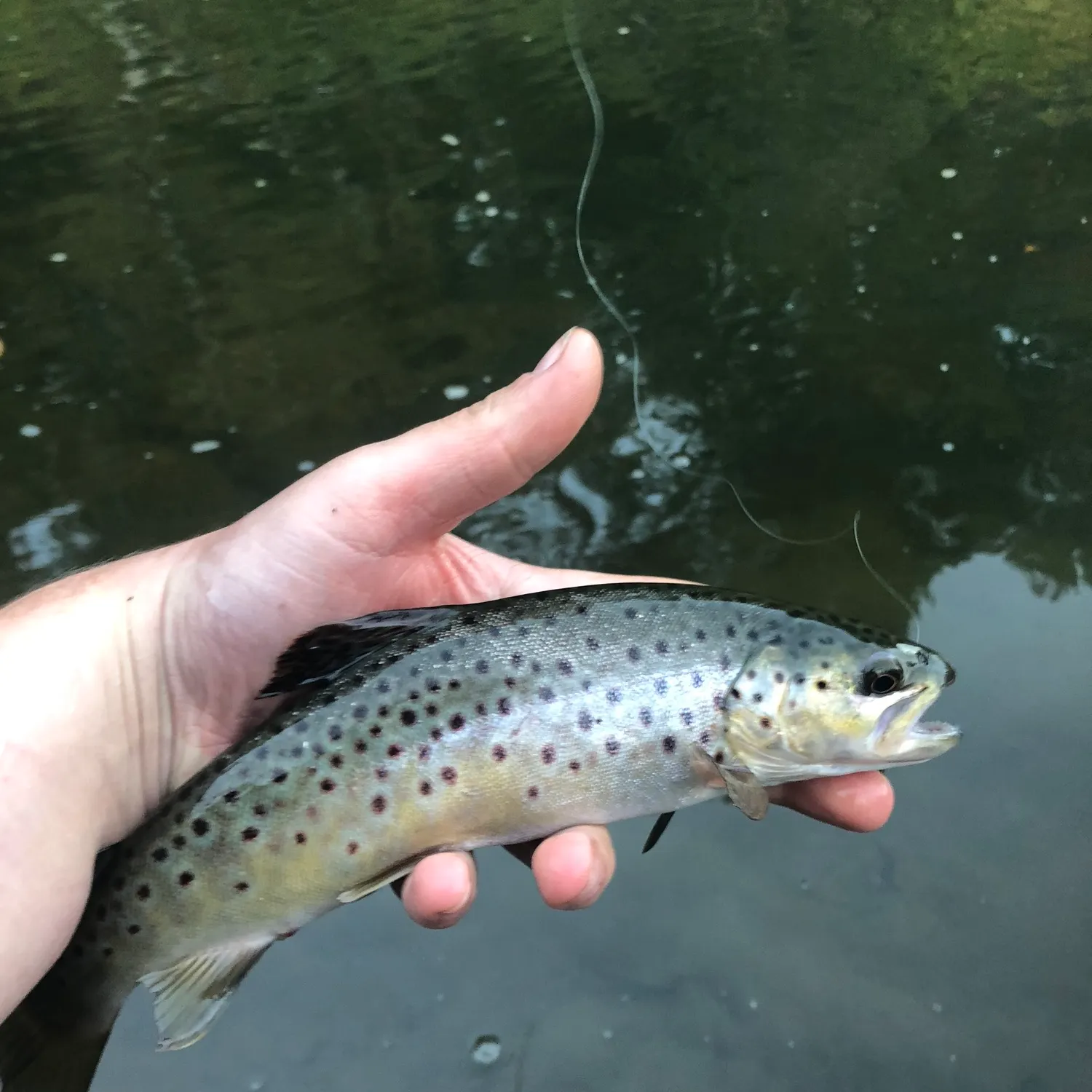 Brown trout caught on Fishbrain