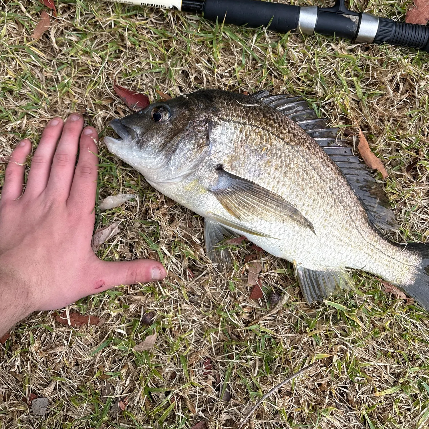 Southern black bream caught on Fishbrain