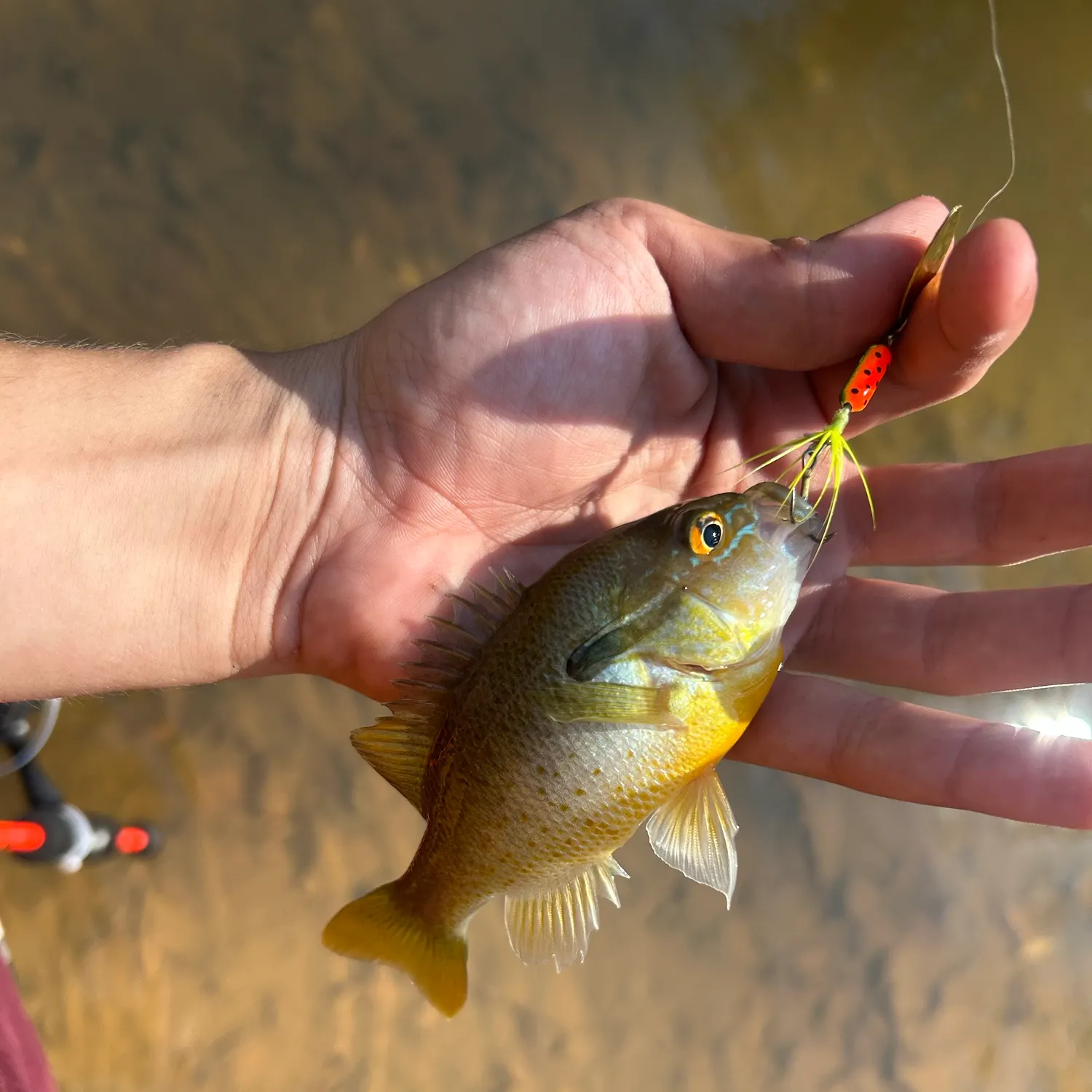Redbreast sunfish caught on Fishbrain
