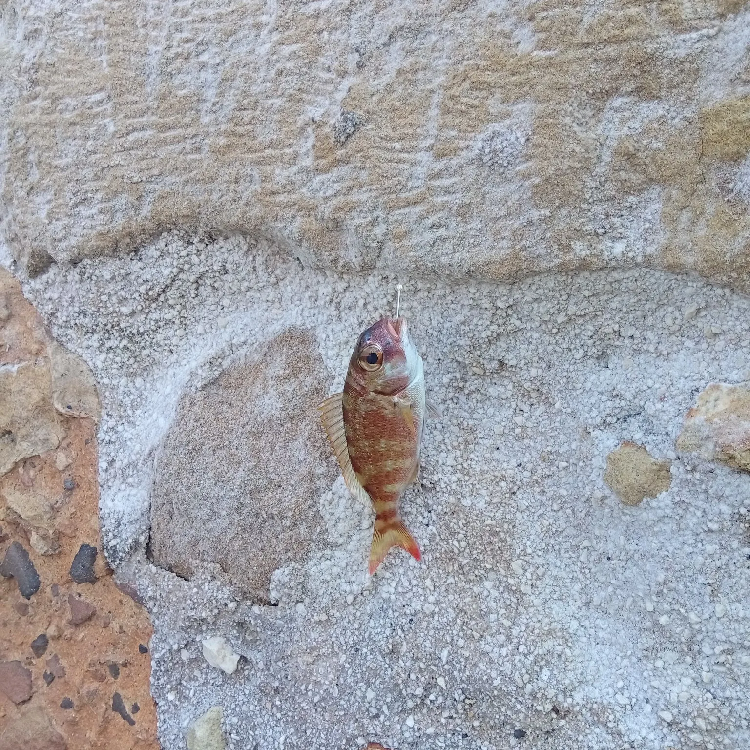 The most recent Red seabream catches on Fishbrain