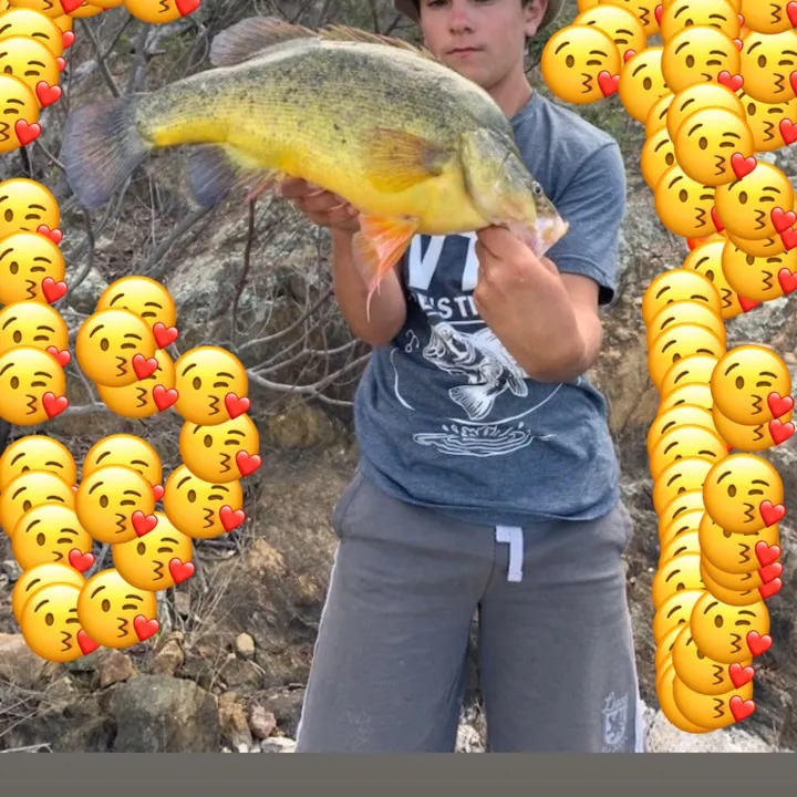 The most recent Golden perch catches on Fishbrain