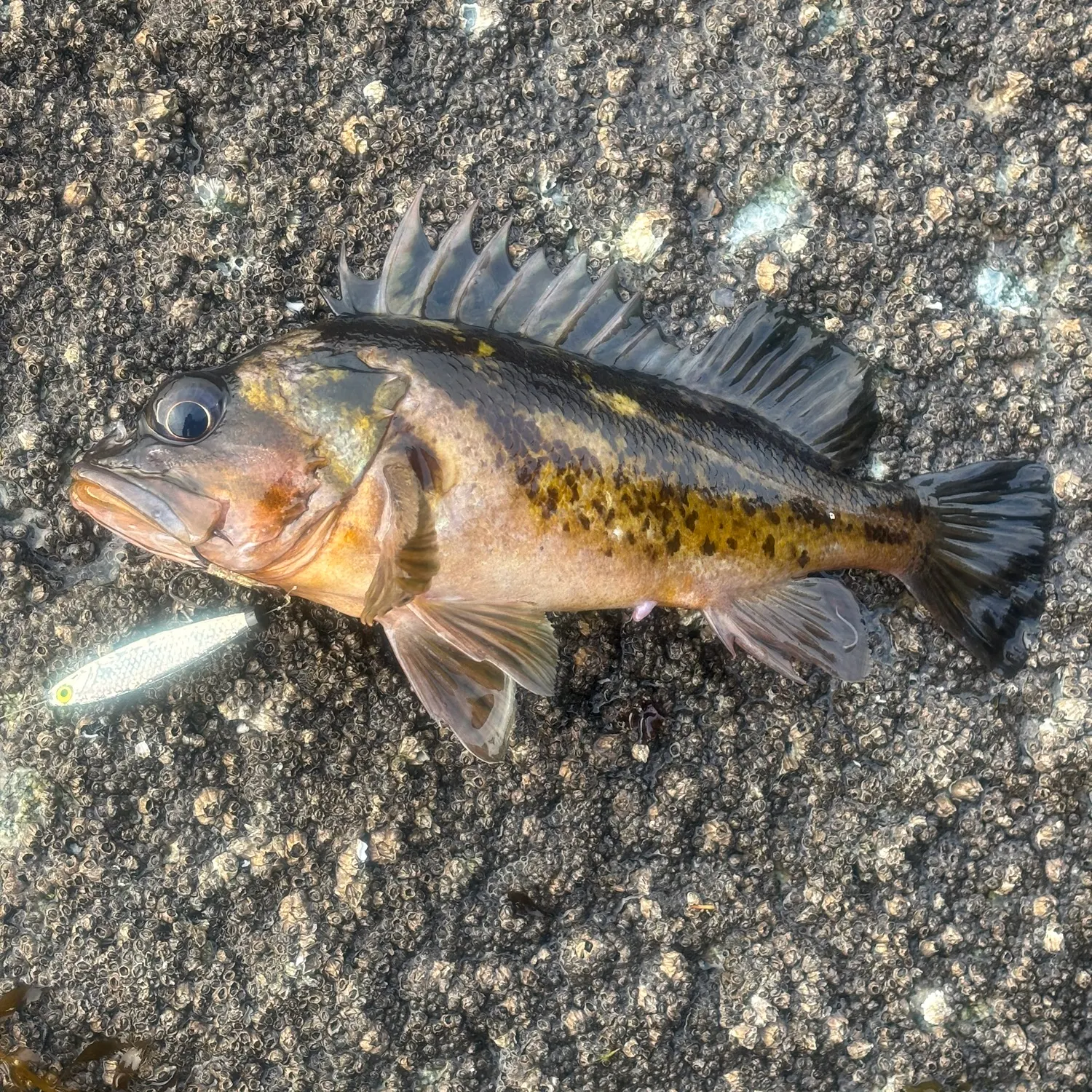 The most recent Copper rockfish catches on Fishbrain