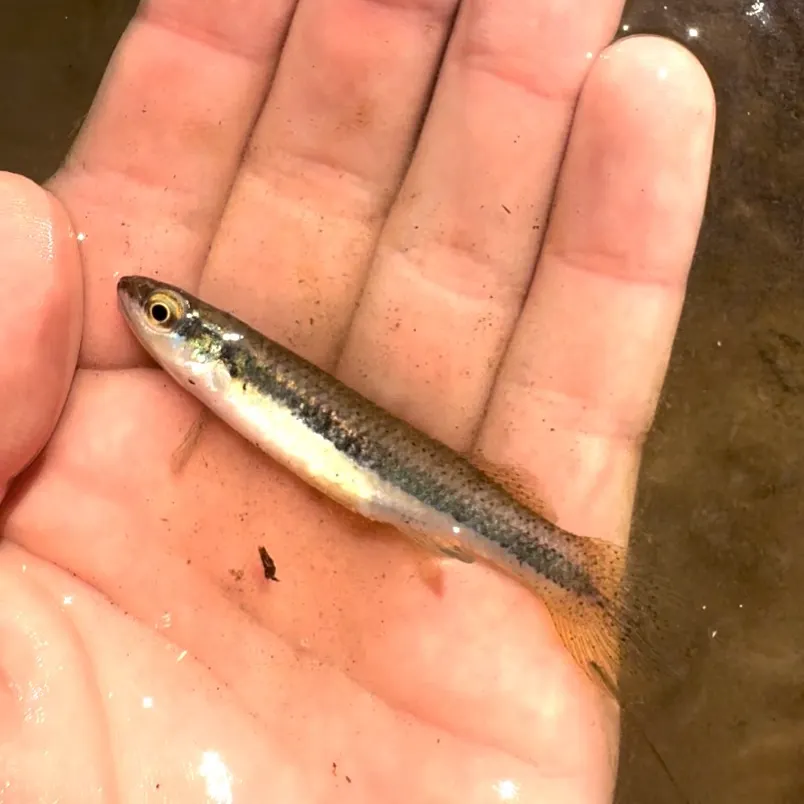 Blackspotted topminnow caught on Fishbrain