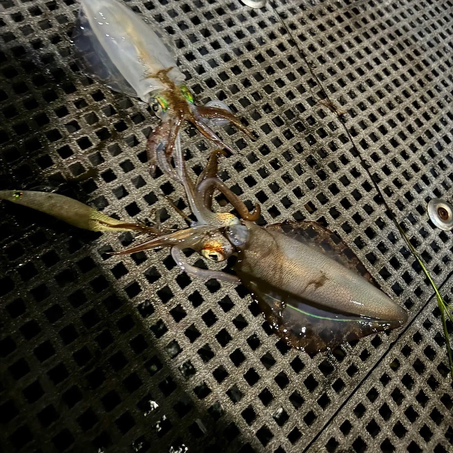 The most recent Southern calamari catches on Fishbrain