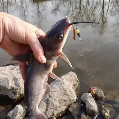 Channel catfish caught on Fishbrain