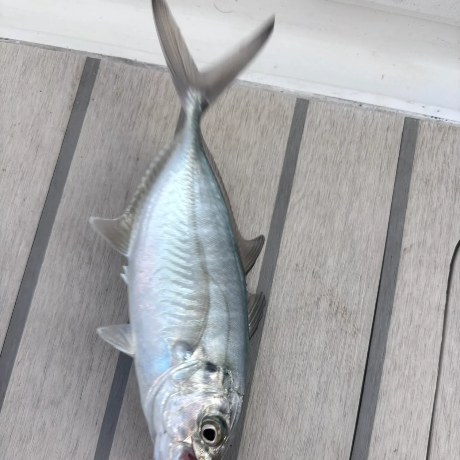 Blue runner caught on Fishbrain