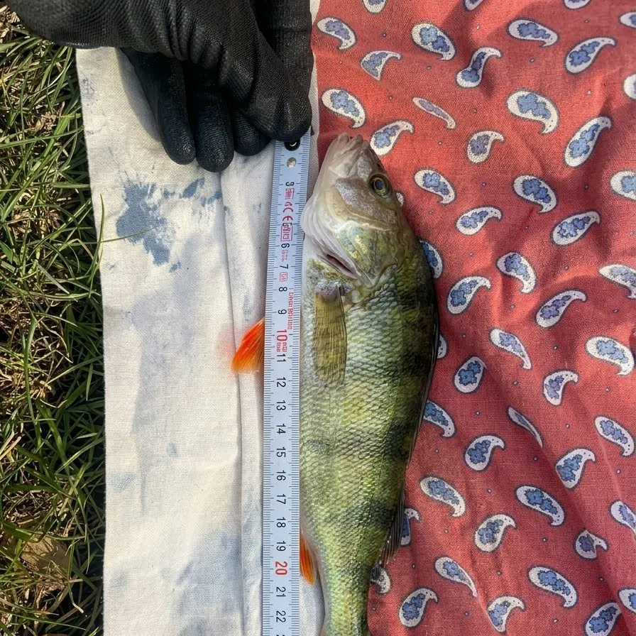 European perch caught on Fishbrain
