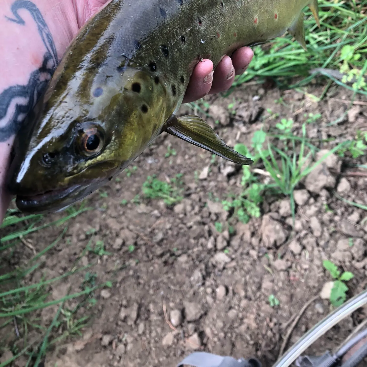 Brown trout caught on Fishbrain