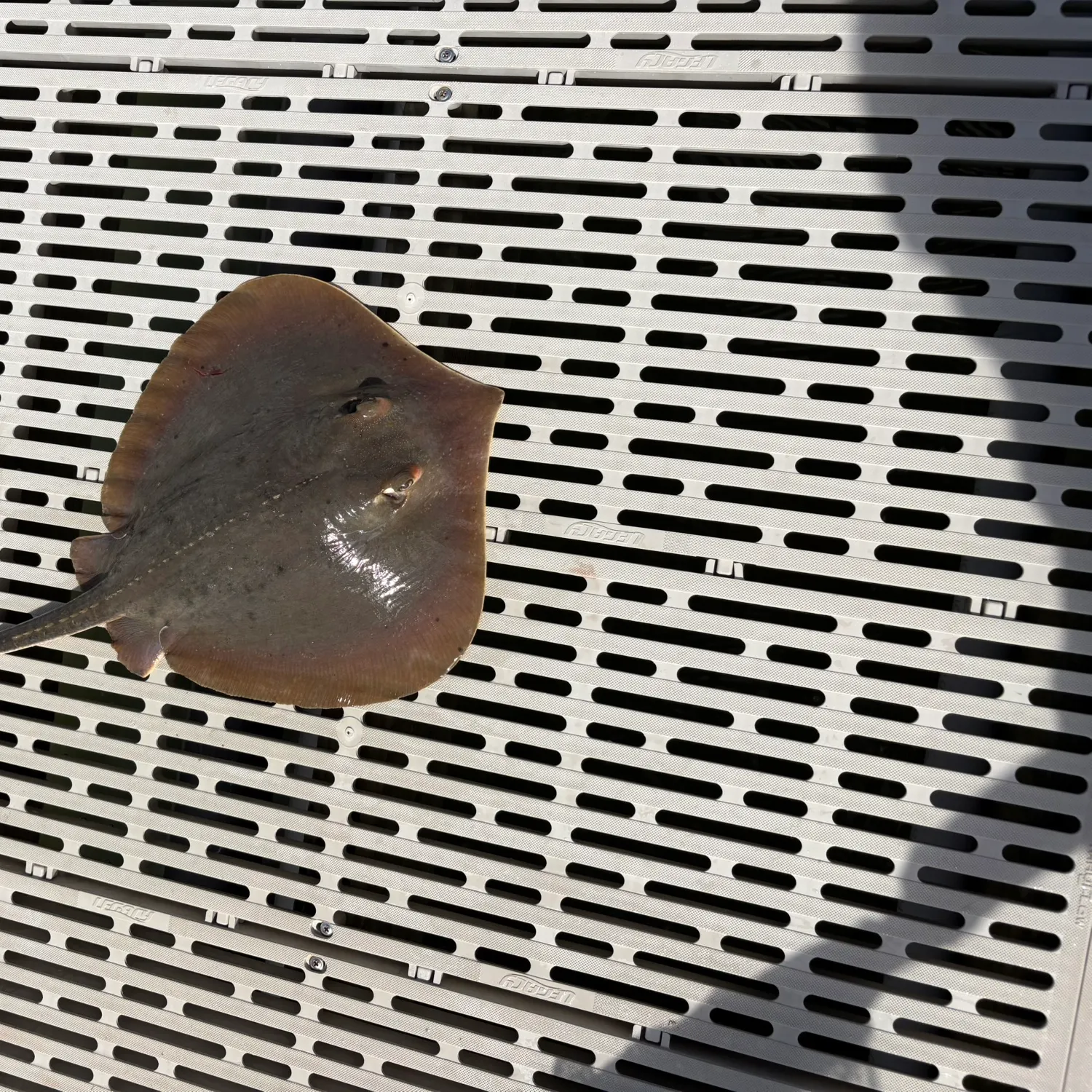 Fish caught on Fishbrain