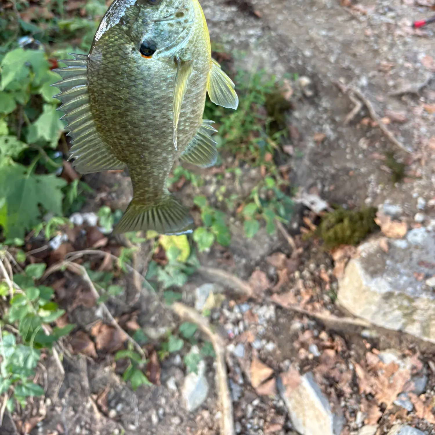 Bluegill caught on Fishbrain