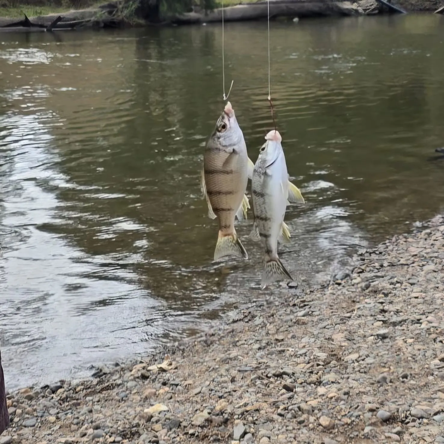 The most recent Barred grunt catches on Fishbrain